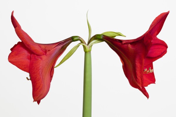 Amaryllis, Hippeastrum.