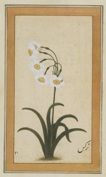 Narcisse