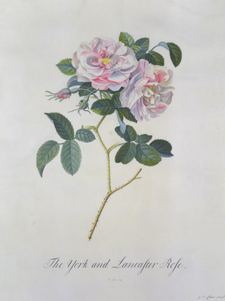 Ehret, Roses "York and Lancaster"