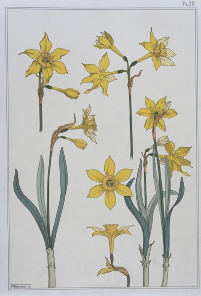 Jonquilles