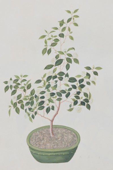 Plante à thé