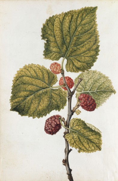Le Moyne de Morgues, Pivoine