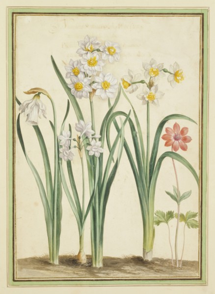 Walther, Narcisses