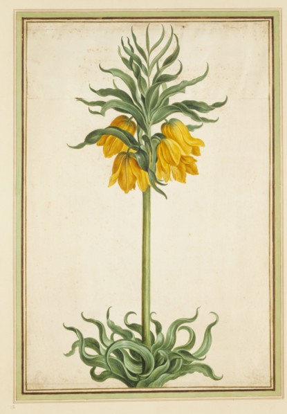 Walther, Couronne (Fritillaire) impériale