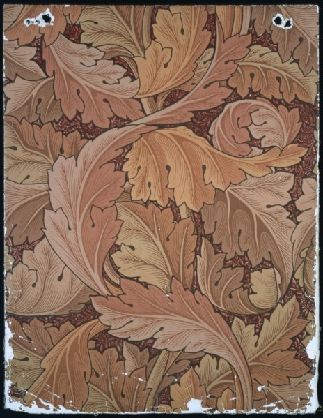 Morris, Acanthe