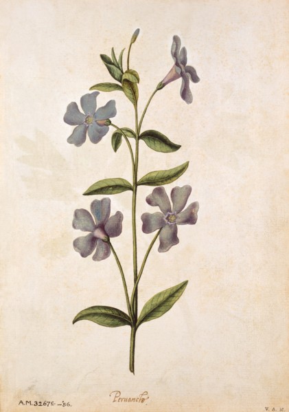 Le Moyne de Morgues, Petite Pervenche