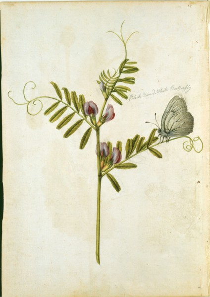 Le Moyne de Morgues, Vesce commune et papillon gazé