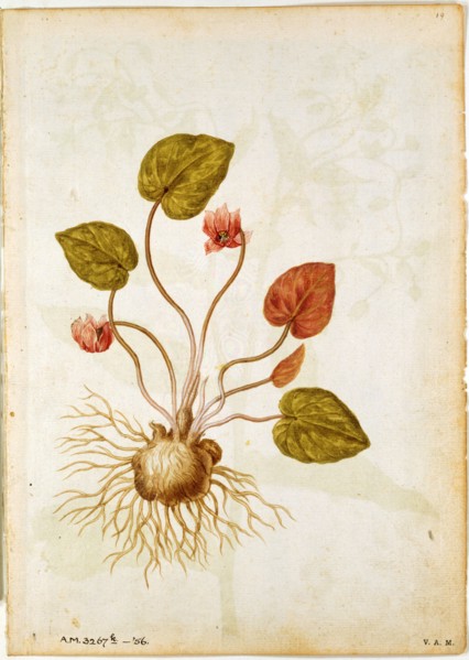 Le Moyne de Morgues, Cyclamen