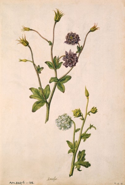 Le Moyne de Morgues, Ancolies