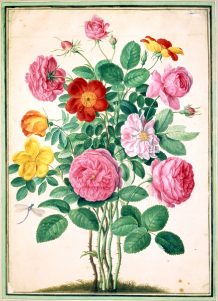 Walther, Roses