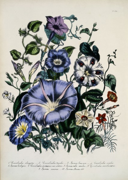 Fleurs
