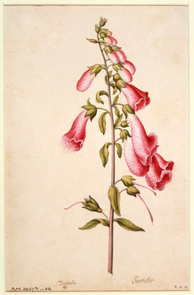 Le Moyne de Morgues, Digitale