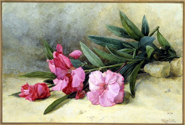 Butler, Laurier rose
