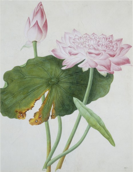 Lotus. Guangzhou, Chine
