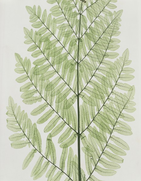 Flowering Fern, by Bradbury, Evans & Co. England, 1850
