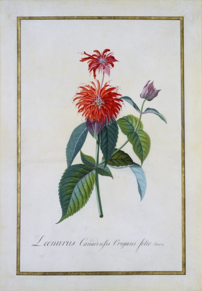 Monaodra Didyma, by George Dionysius Ehret. England, 18th century