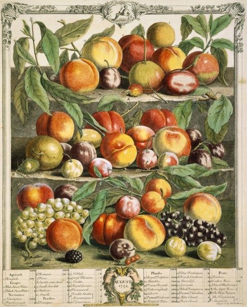 August, from The Twelve Months of Fruits, by Robert Furber. England, 1732