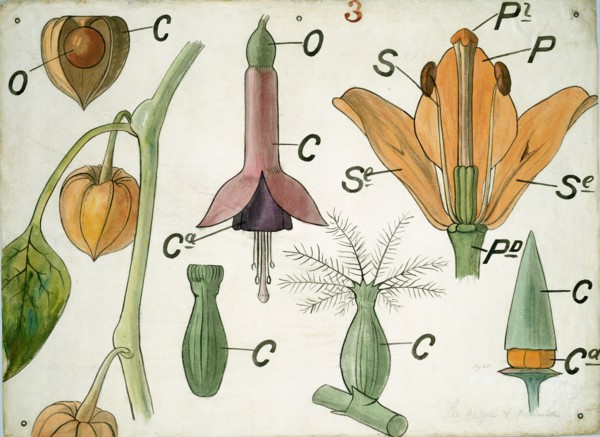 Diagram illustrating Lectures on Botany, by Christopher Dresser. London, England. 19th century