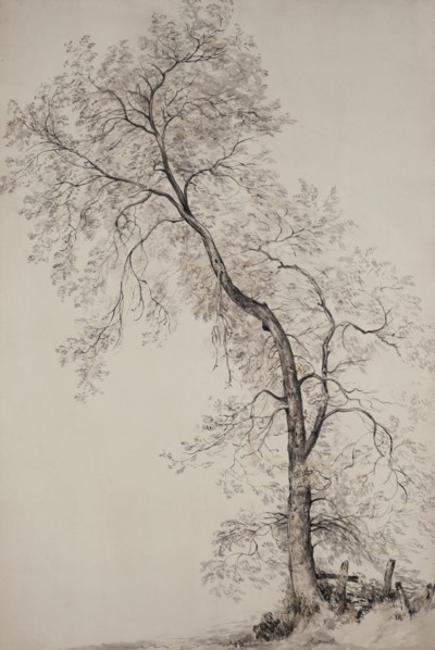 Constable, An ash tree