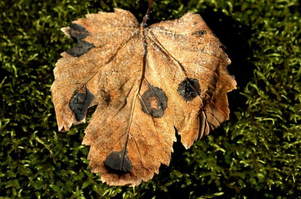 Feuille d'automne ressemblant à une tête de chien