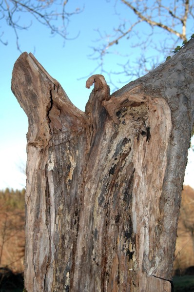 Tronc d'arbre ayant pris la forme d'un aigle