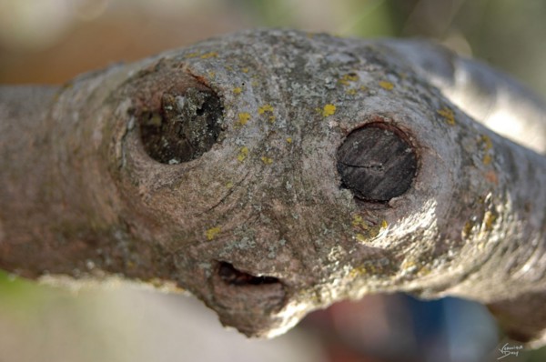 Noeud d'une branche d'arbre ressemblant à E.T.