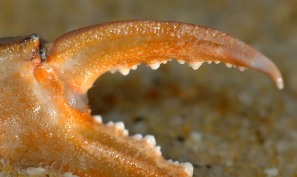 Pinces de crabe ressemblant à une mâchoire de monstre