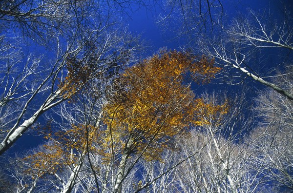 Autumn colours in the forests of The Marches, Italy
