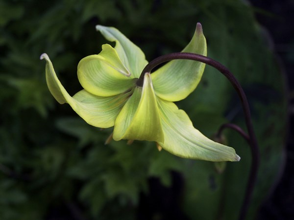 Trout lily (Erythronium americanum)