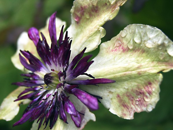 Clematis ''Sieboldii' (Clematis florida var. Sieboldii)