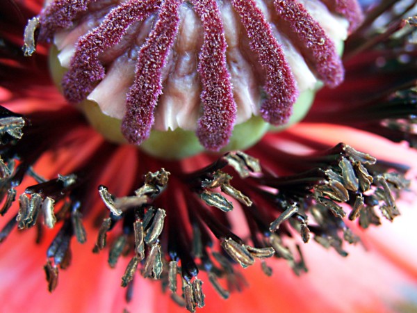 Pavot (Papaver)