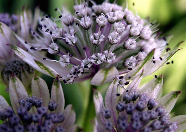 Masterwort Genus (Astrantia major)