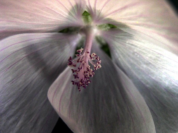 Mauve de la Prairie (Sidalcea)