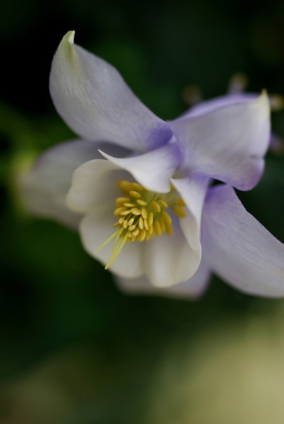 Columbine (Aquilegia)