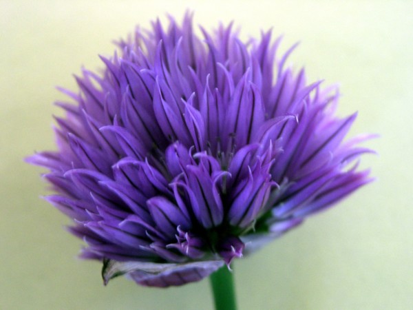 Chives (Allium schoenoprasum)