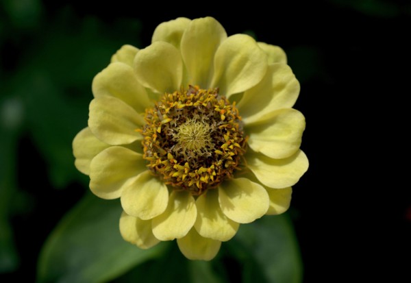 Zinnia (Zinnia)