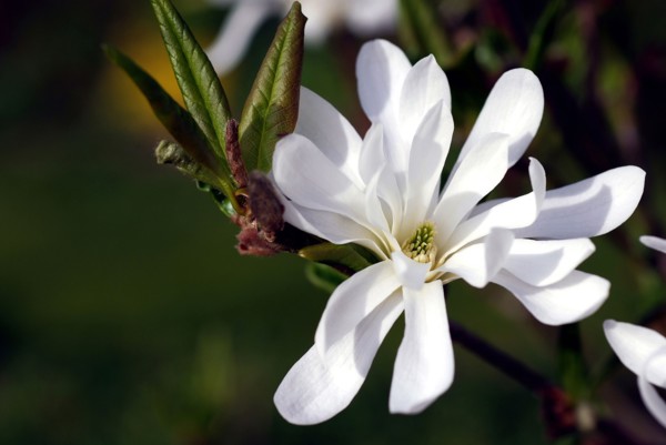 Star magnolia (Magnolia stellata)
