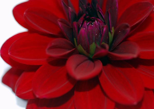 Dahlia