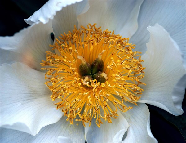 Tree peony (Paeonia suffruticosa)