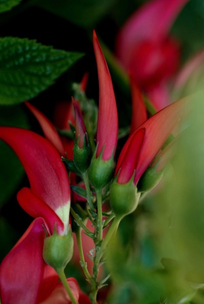 Fleur (macro)