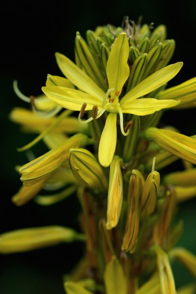 Jacob's Rod (Asphodeline lutea)