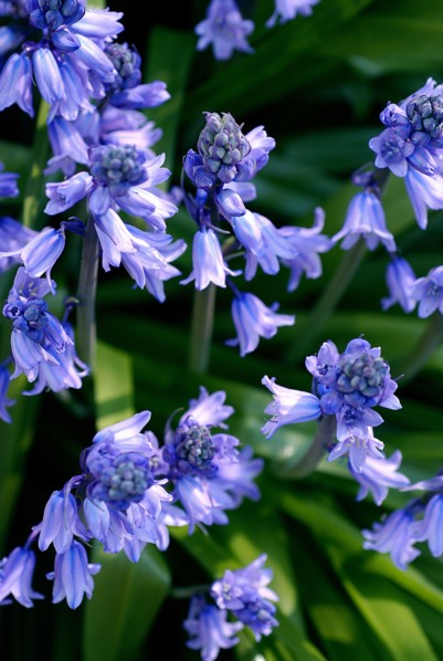 Bluebells (Endymion nutans)