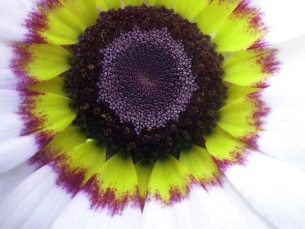 Chrysanthème à carène (Chrysanthemum carinatum)