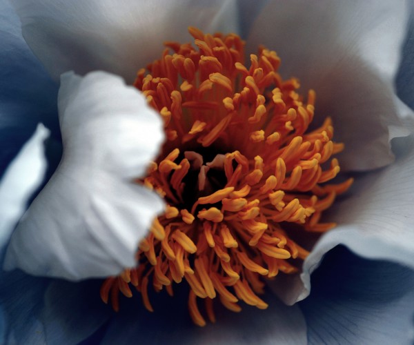 Peony (Paeonia)
