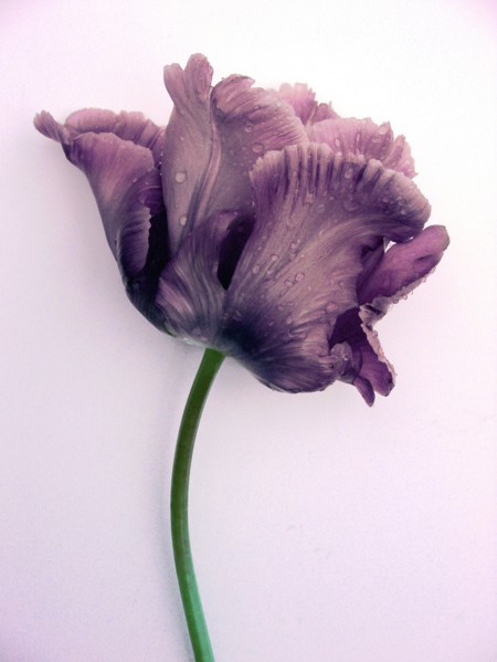 Tulipe perroquet (Tulipa turcica)