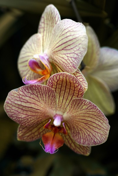 Phalaenopsis 'Lundy'