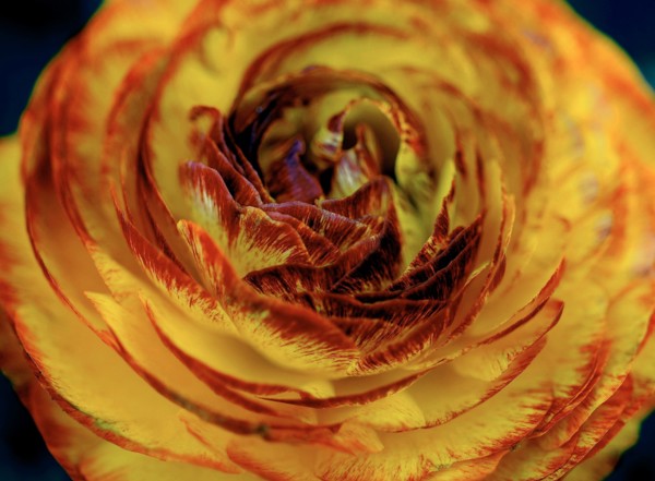 Flower (macro)