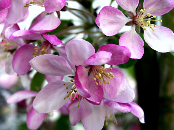 Crab apple (Malus baccata)
