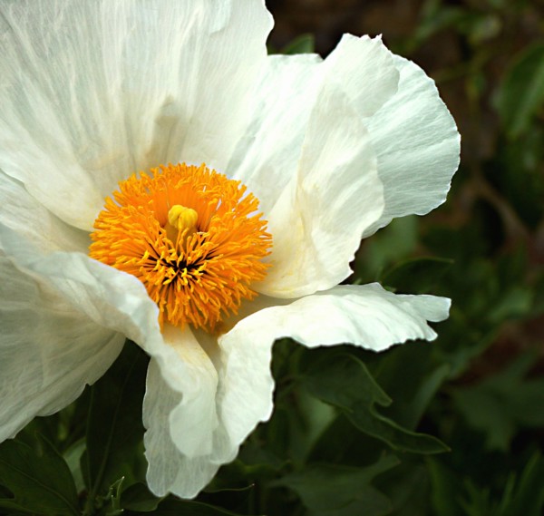 Californian tree poppy (Romneya coulteri)