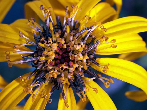 Golden groundsel (Ligularia dentata)